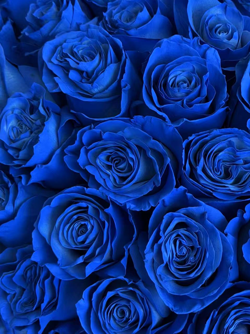 100 Ecuadorian Klein Blue Roses Hug Bucket