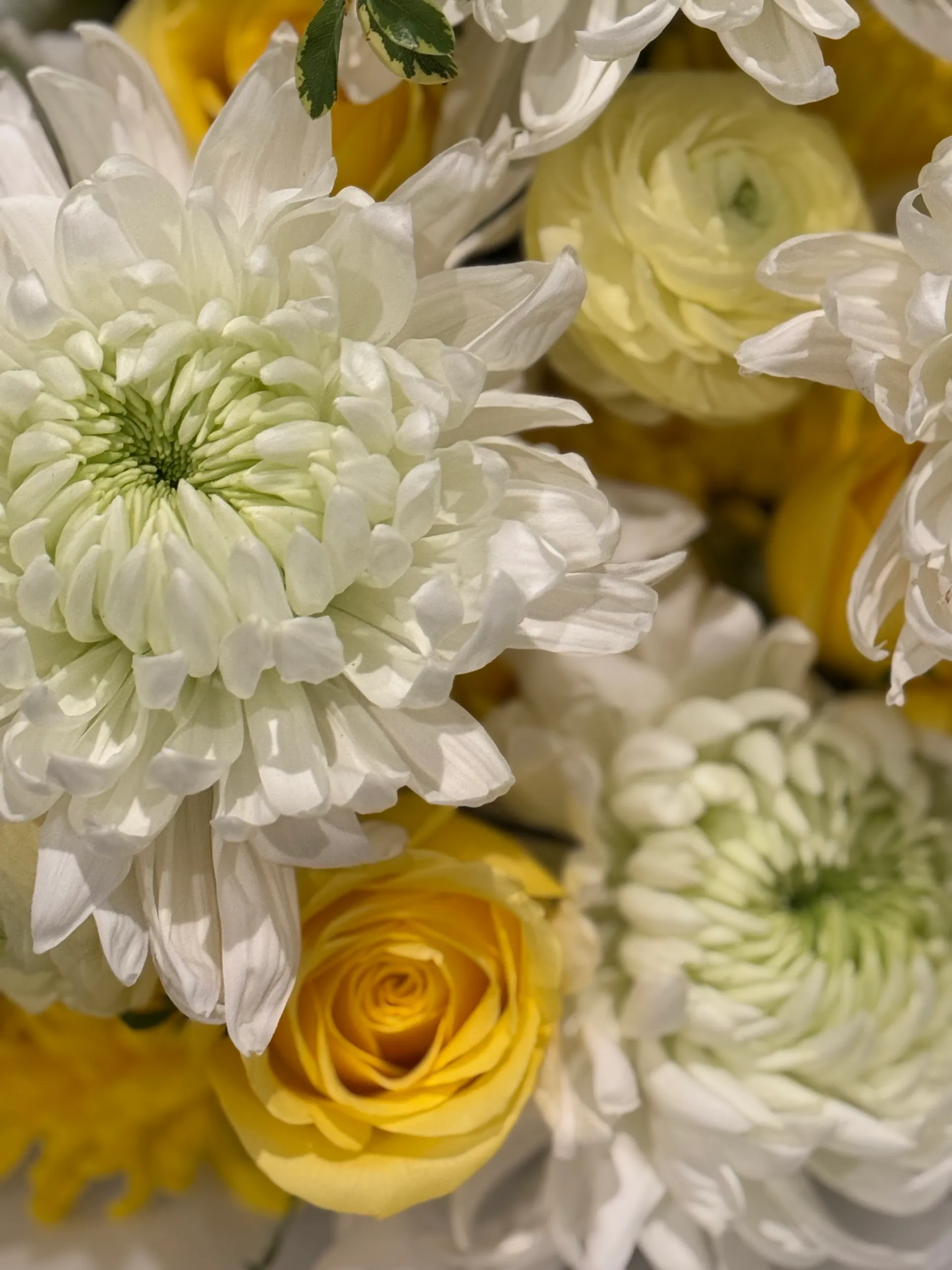 Chrysanthemum & Sunlit Whisper