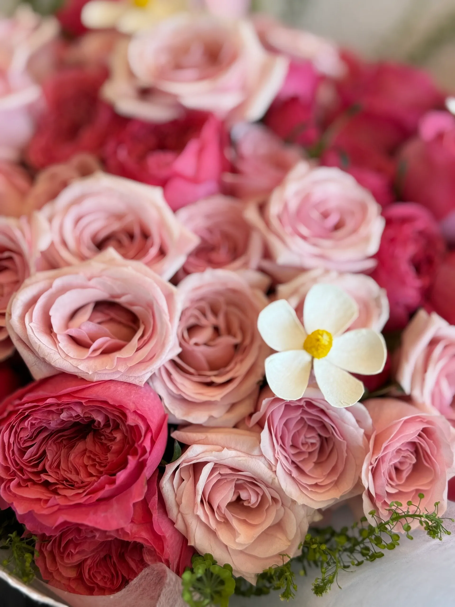 Freud Spray Roses &Pink O'hara